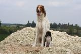 BARZOI 052
